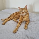 Pepino