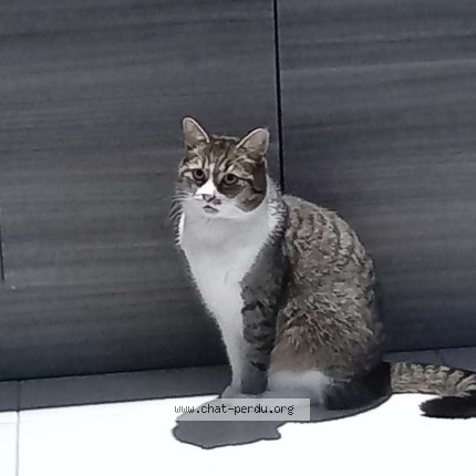Foto de un gato reunido en Contres