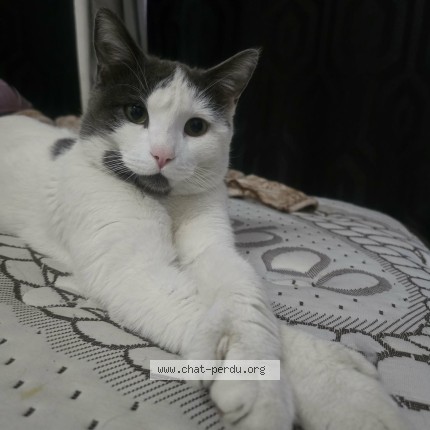 Foto de un gato reunido en Montreal