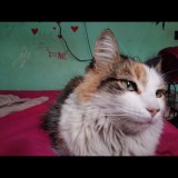 angelina