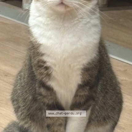 Foto de un gato reunido en Le Grand Quevilly