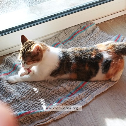 Foto de un gato reunido en Guichen