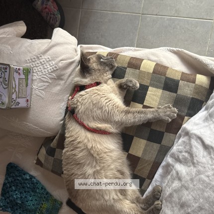 Foto de un gato reunido en Treillieres