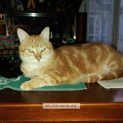 Foto de un gato reunido en Surgeres