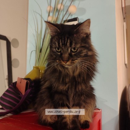 Foto de un gato reunido en Lorient