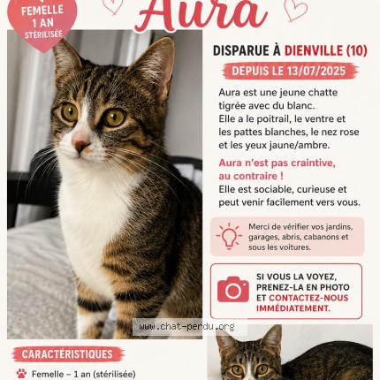 Foto de un gato reunido en Dienville