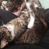 Mochi