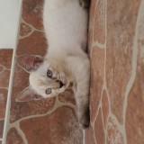 Manchas