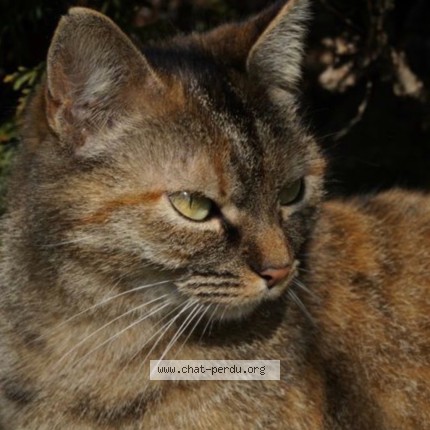 Foto de un gato reunido en Saintry Sur Seine