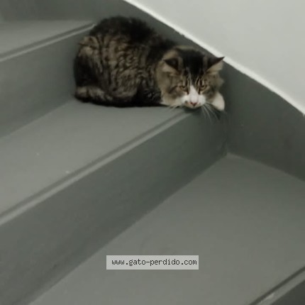 Foto de gato encontrado en Villa Madero
