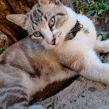 Fifi