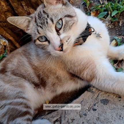 Foto 1/1 Fifi Gato perdido en Buenos Aires