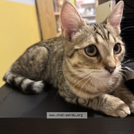 Foto de un gato reunido en Dijon