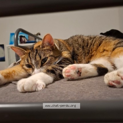 Foto de un gato reunido en Bourg Et Comin