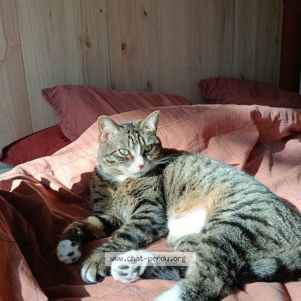 Foto de un gato reunido en Montpellier