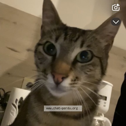 Foto de un gato reunido en Beaumont De Lomagne