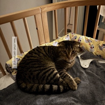Foto de un gato reunido en Sautron