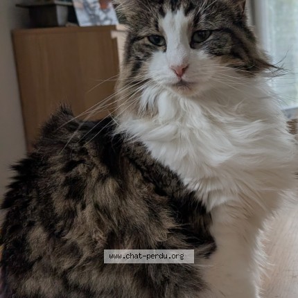 Foto de un gato reunido en Chatou
