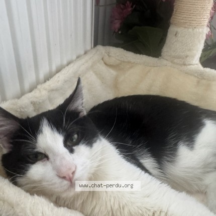 Foto de un gato reunido en Valenton