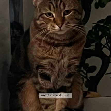 Foto de un gato reunido en Pontault Combault