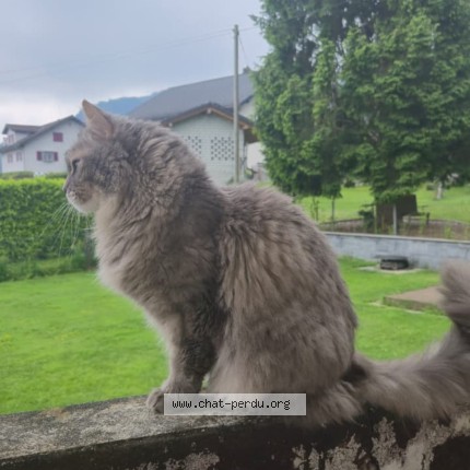 Foto de un gato reunido en Collombey Muraz