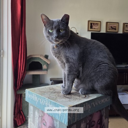 Foto de un gato reunido en Saint Jean Sur Richelieu