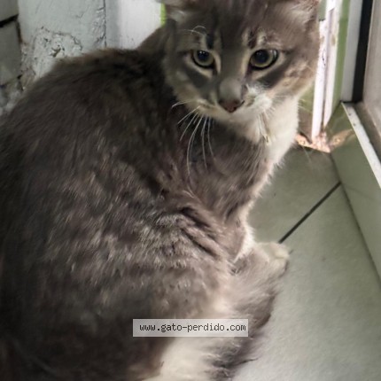 Foto 1/1 Gato encontado Encontrado en Buenos Aires