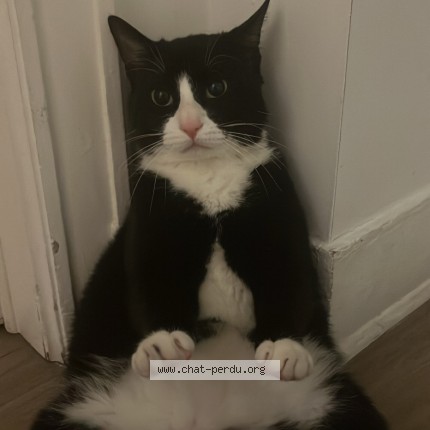 Foto de un gato reunido en Saint Gilles