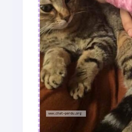 Foto de un gato reunido en Bordeaux