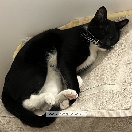 Foto de un gato reunido en Marseille