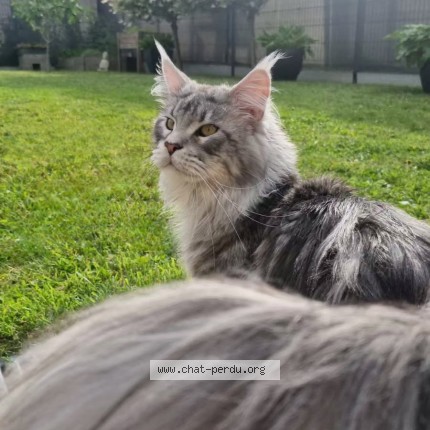 Foto de un gato reunido en Wattrelos