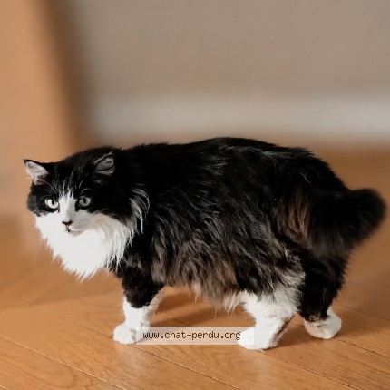 Foto de un gato reunido en Outreau