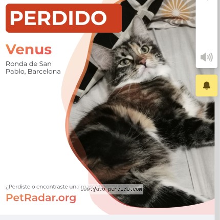 Foto del gato perdido en Barcelona