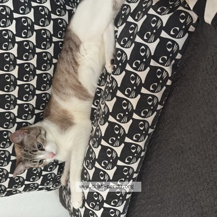 Foto de un gato reunido en Schiltigheim