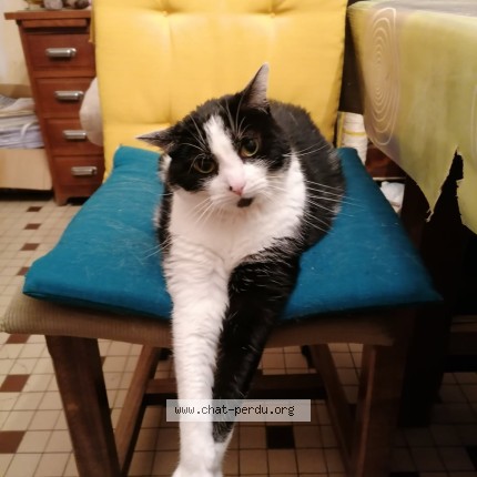 Foto de un gato reunido en Alencon