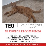 teo