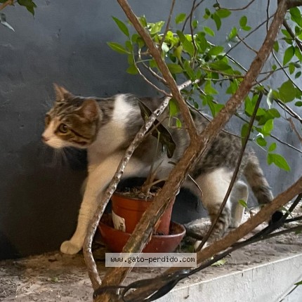 Foto 1/1 Gato encontado Encontrado en Ciudad De Mexico