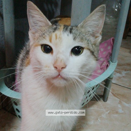 Foto del gato perdido en Bialet Masse