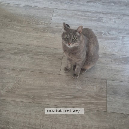 Foto de un gato reunido en St Etienne De Crossey