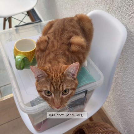 Foto de un gato reunido en Montigny Le Tilleul