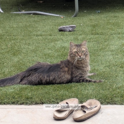Foto 1/1 Thor Gato perdido en Algete