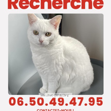 Foto de un gato reunido en Sainte Luce Sur Loire