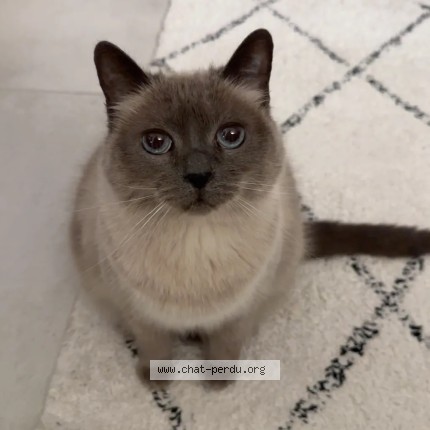 Foto de un gato reunido en Valence