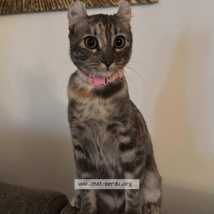 Foto de un gato reunido en Talence