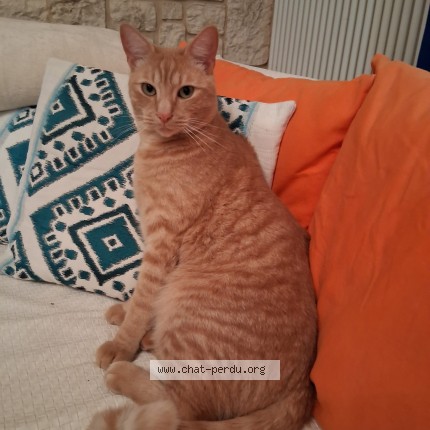 Foto de un gato reunido en Villebeon