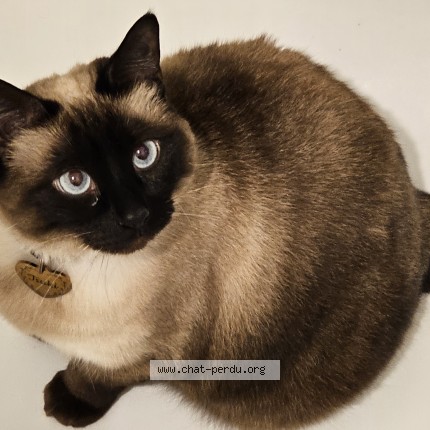Foto de un gato reunido en Cuille