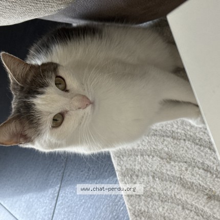 Foto de un gato reunido en Egly