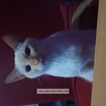 Foto 1/1 Gato encontado Encontrado en Tolosa