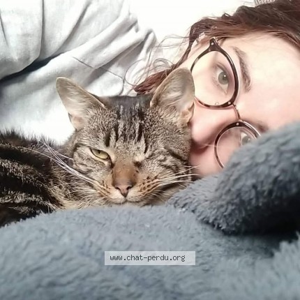 Foto de un gato reunido en Schiltigheim