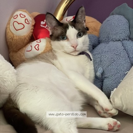 Foto del gato perdido en Manresa